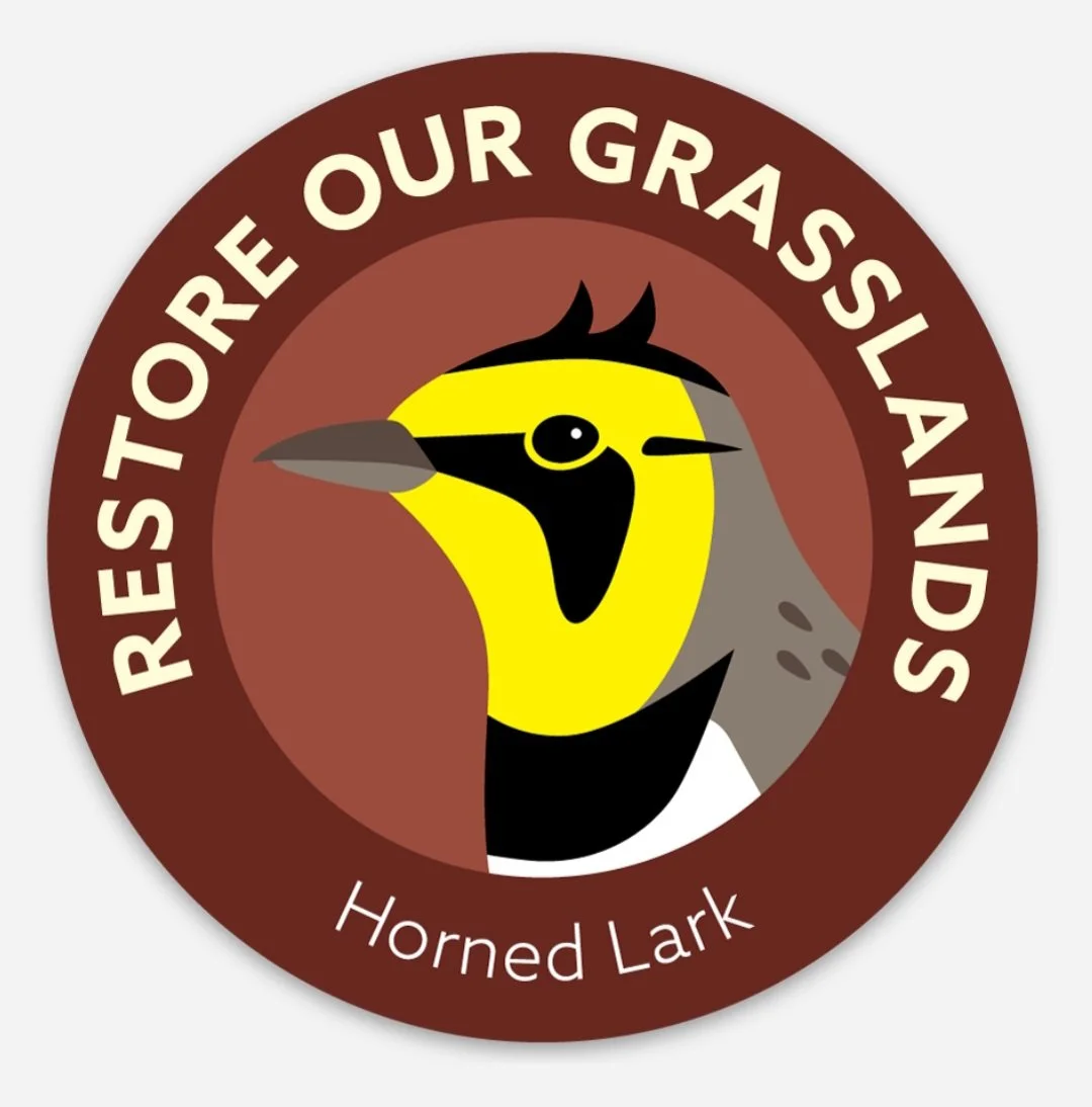 HornedLarkWeb.jpg