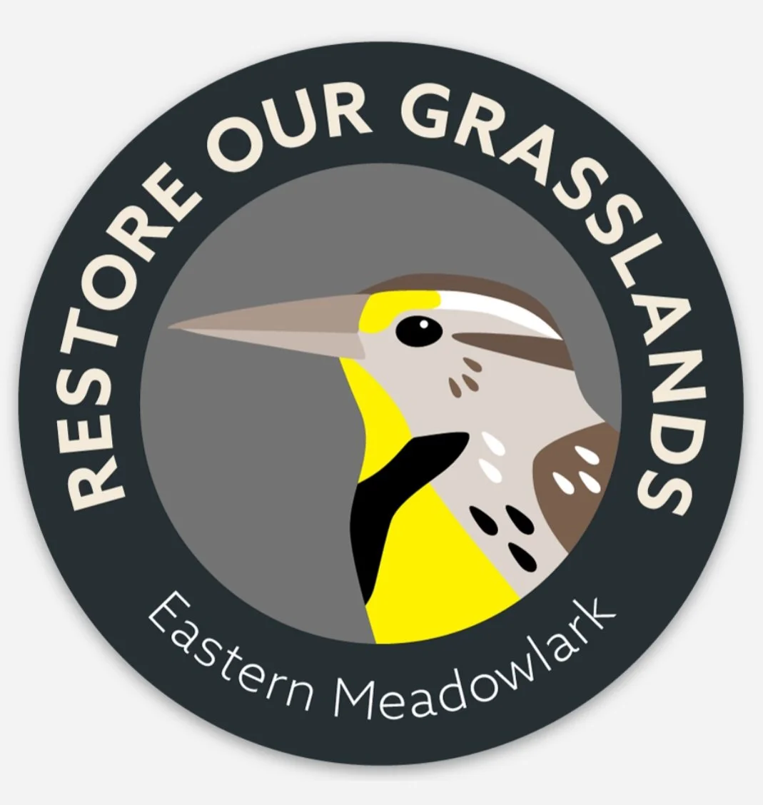 EasternMeadowlarkWeb.jpg