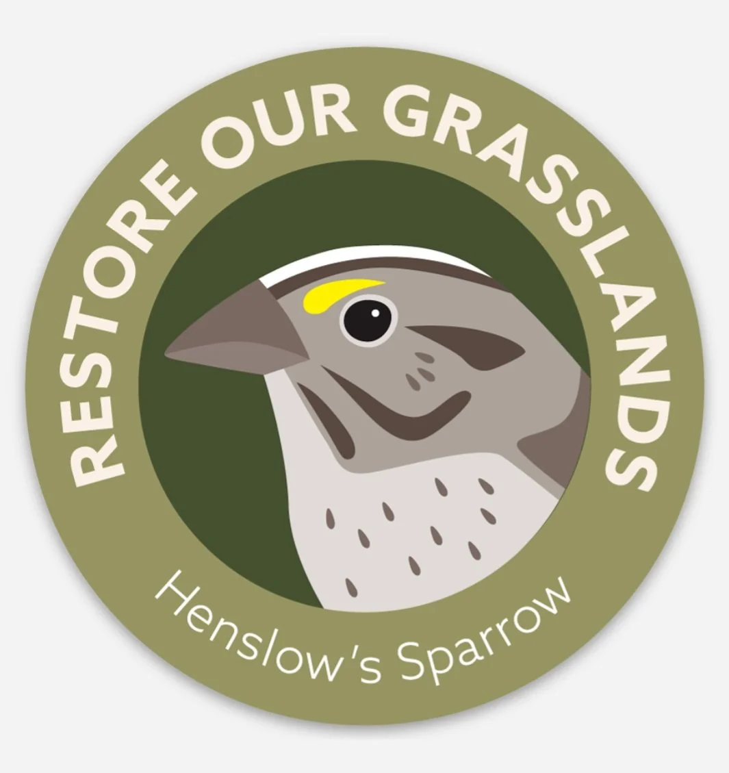 HenslowsSparrowWeb.jpg