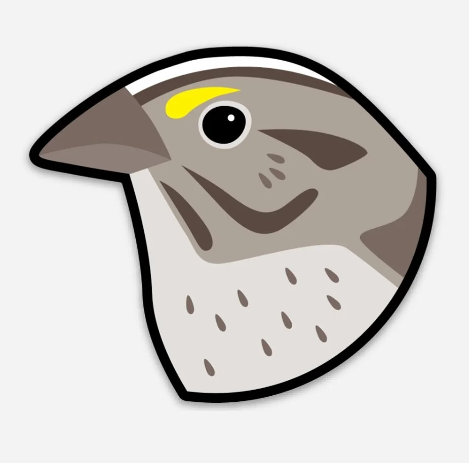 HenslowsSparrowCO.jpg