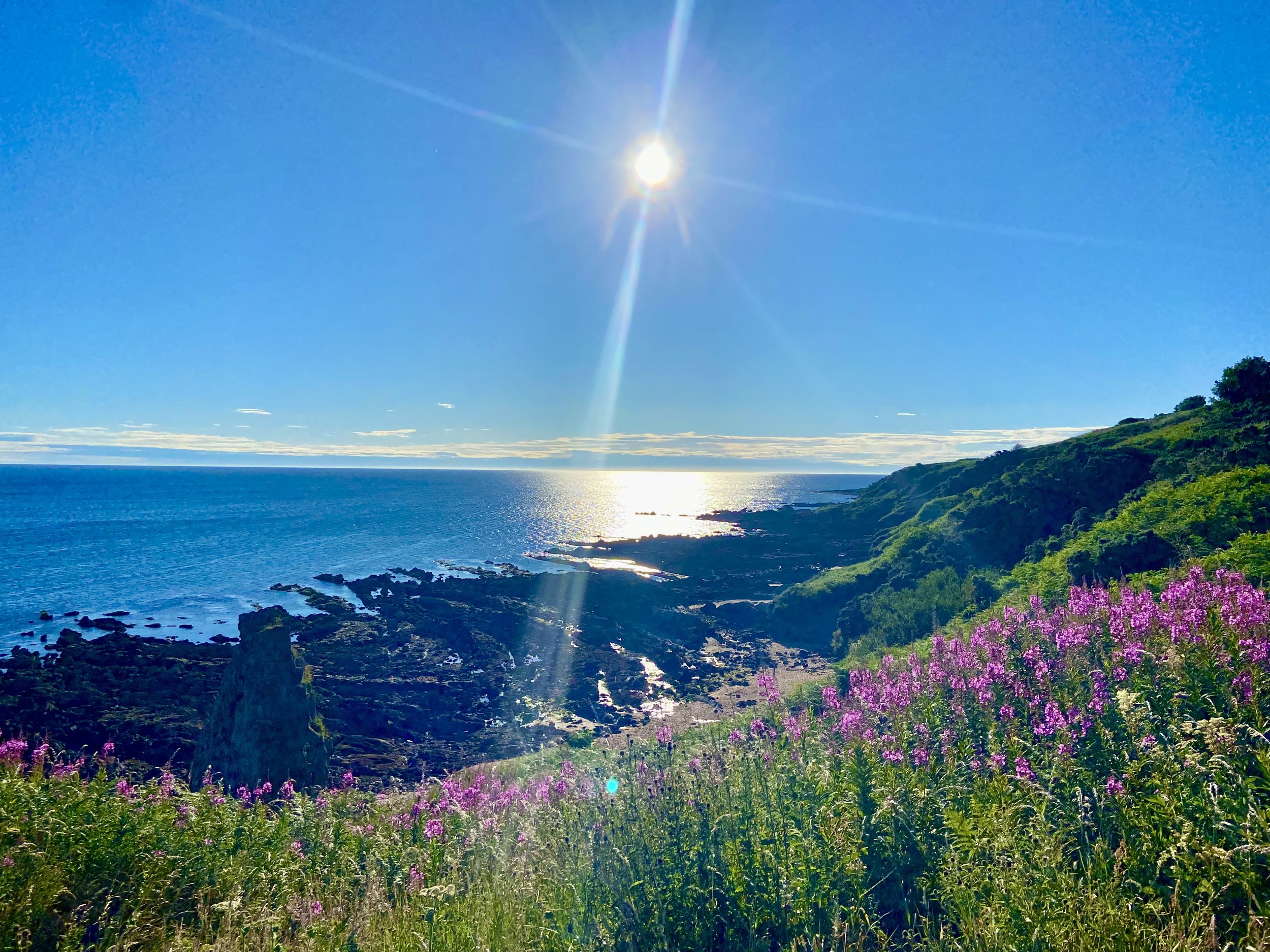 beautiful flowers at the sea at maiden rock.jpg