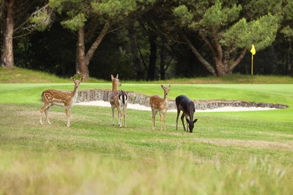 Wairakei Golf club deer.jpg