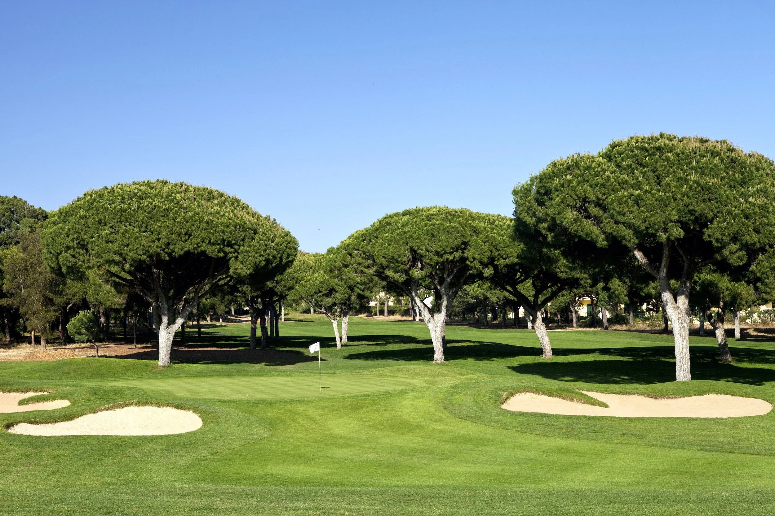 Golf course with a green surrounded by sand bunkers and several tall, bushy trees under a clear blue sky.