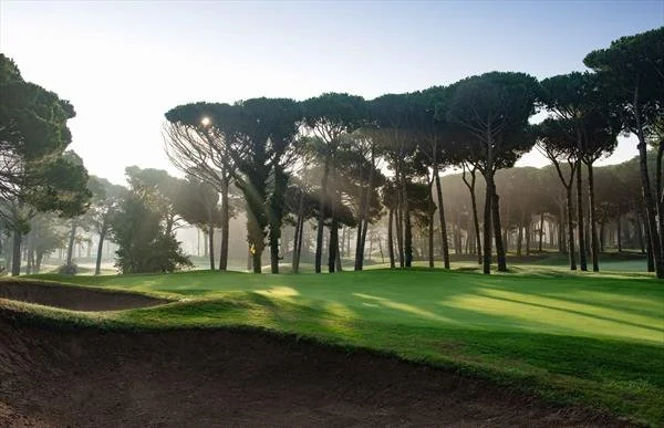 Sunlit golf course with green grass, sand trap, and tall trees in the background.