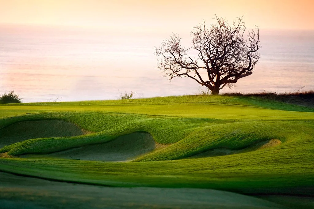 A lone leafless tree on a grassy golf course with a water hazard and a sunset sky in the background.