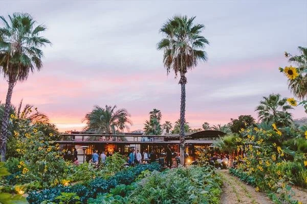A garden with tall palm trees, sunflowers, and various green plants, with a sunset sky in the background and people gathered near a building.