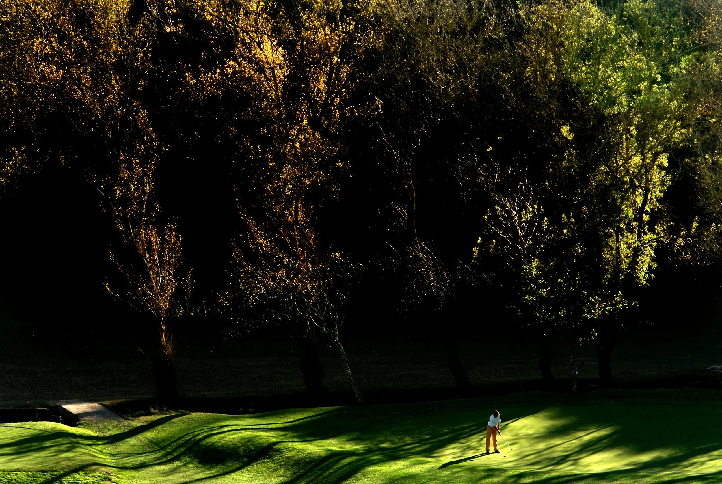 A golfer putting on a green in front of tall trees at a golf course during late afternoon with long shadows and golden sunlight.