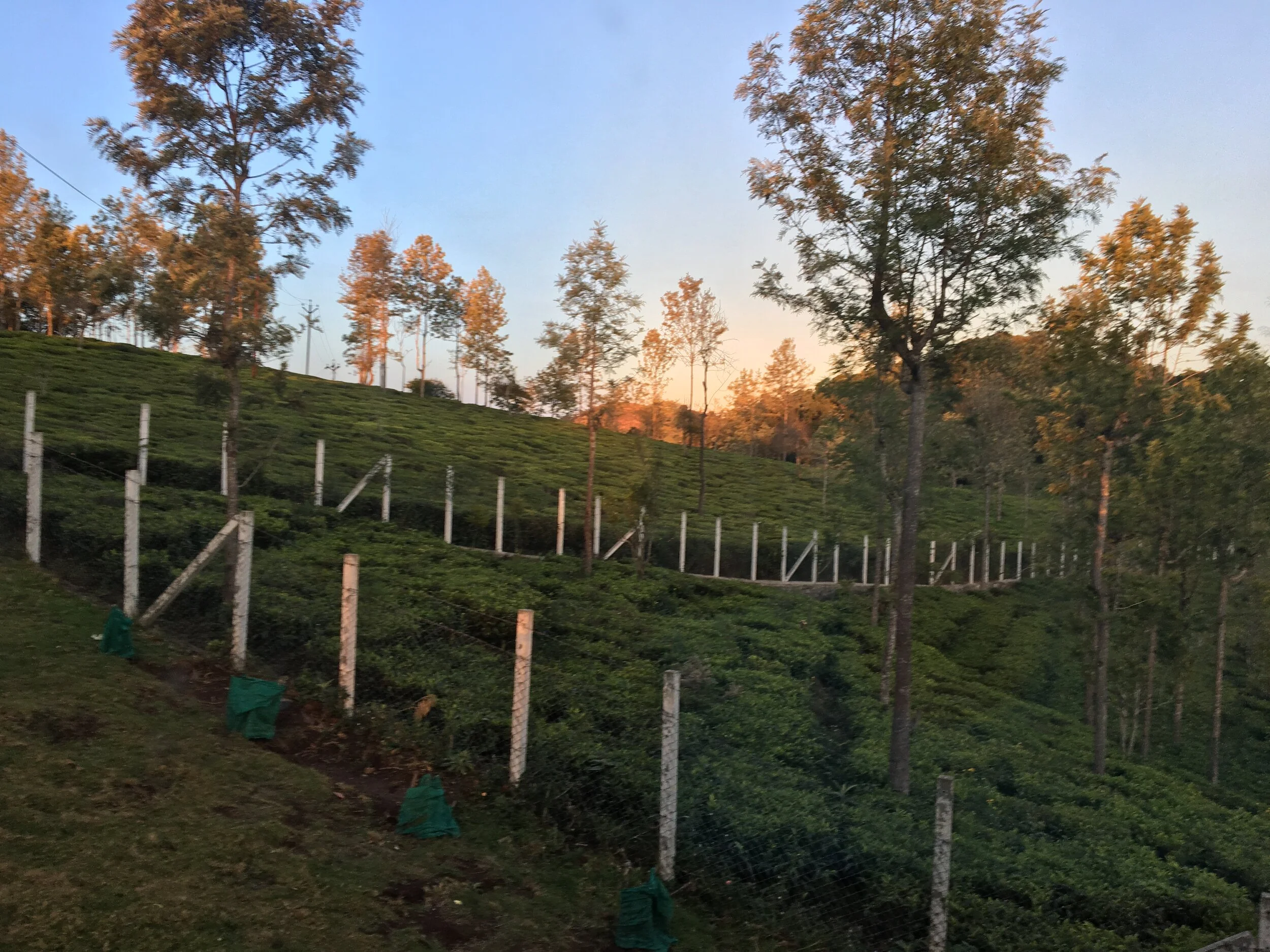 Sunrise over the tea fields