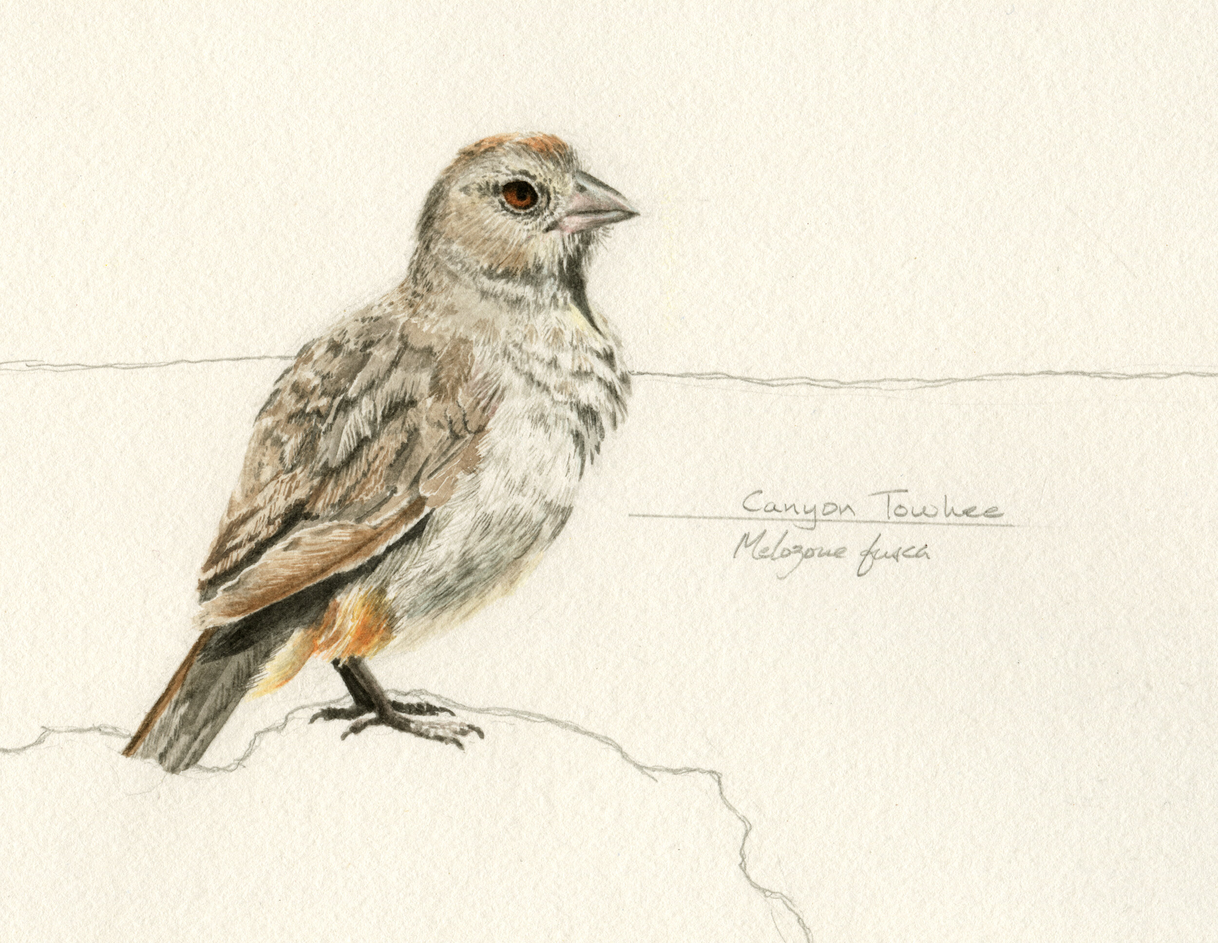 Canyon Towhee  —  gouache &amp; graphite