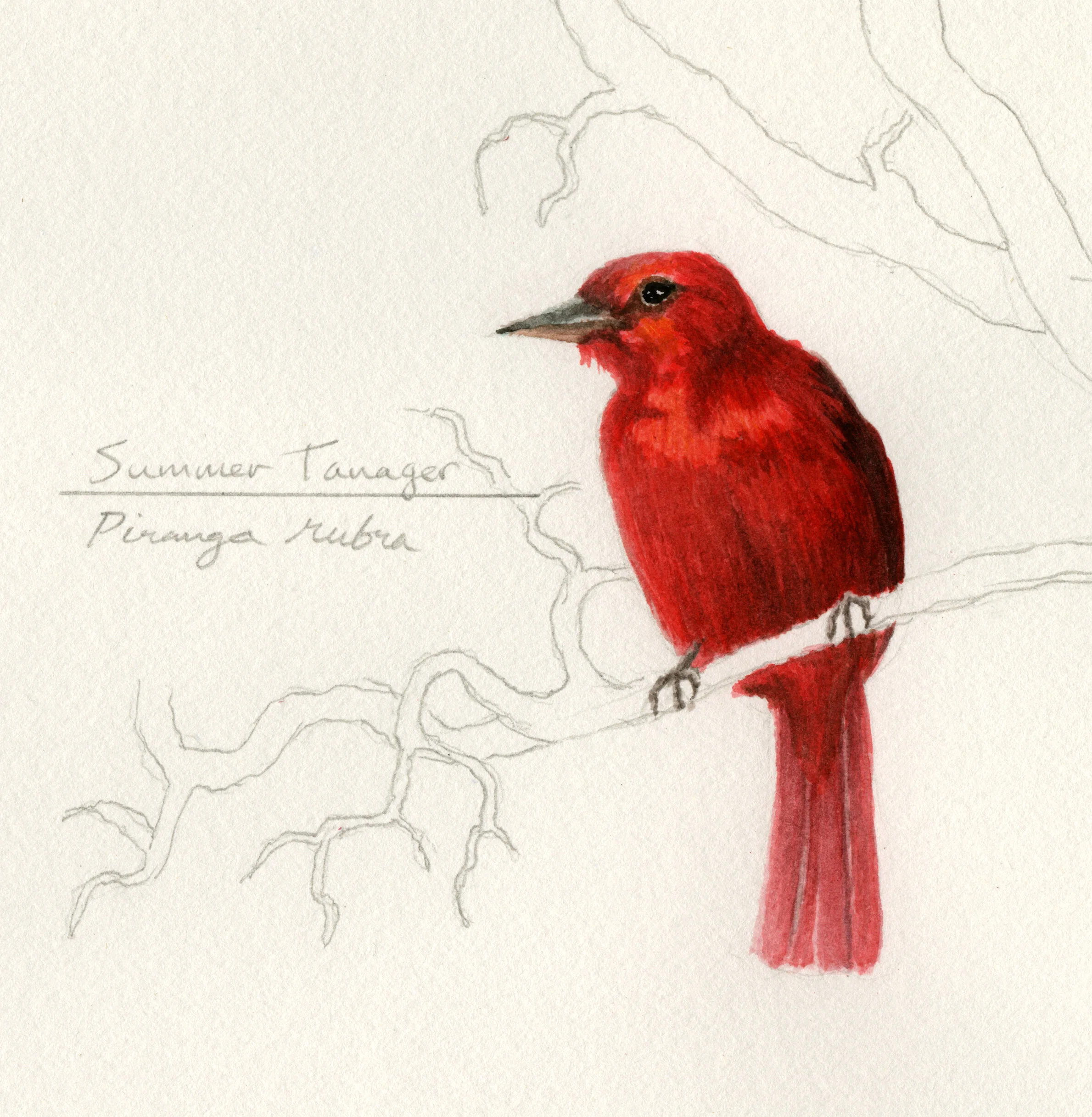 Summer Tanager  —  gouache &amp; graphite