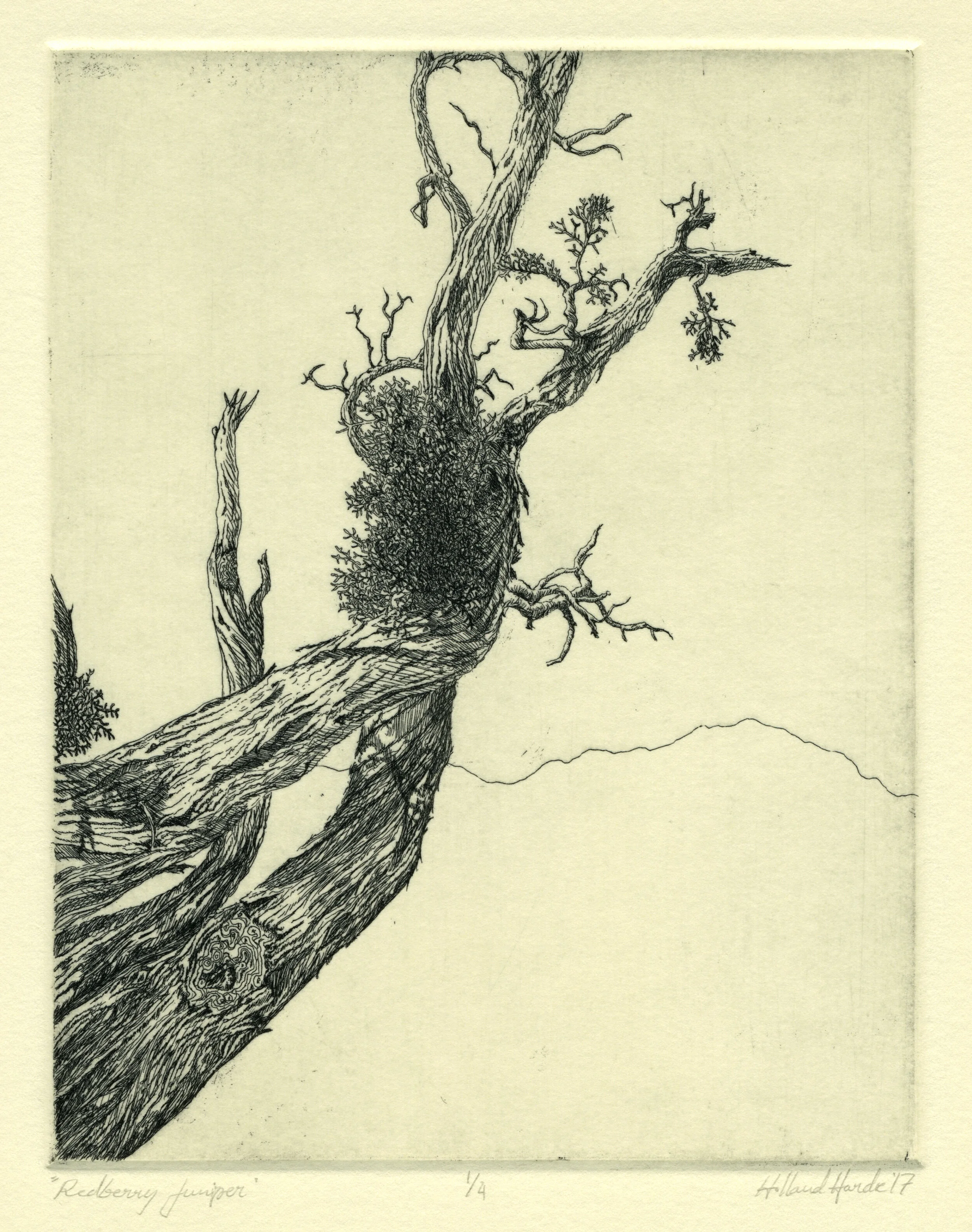 Redberry Juniper  —  intaglio etching