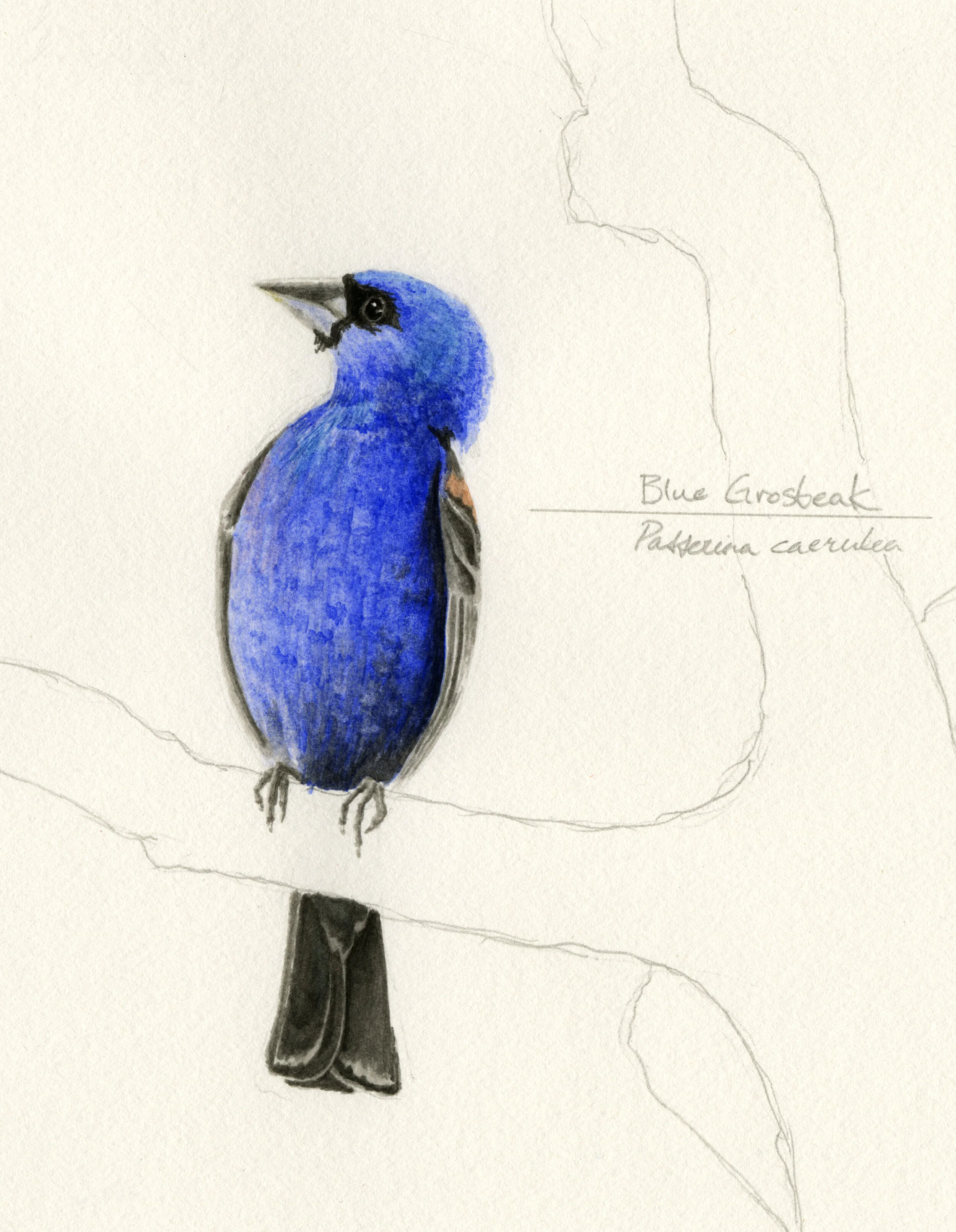 Blue Grosbeak  —  gouache &amp; graphite