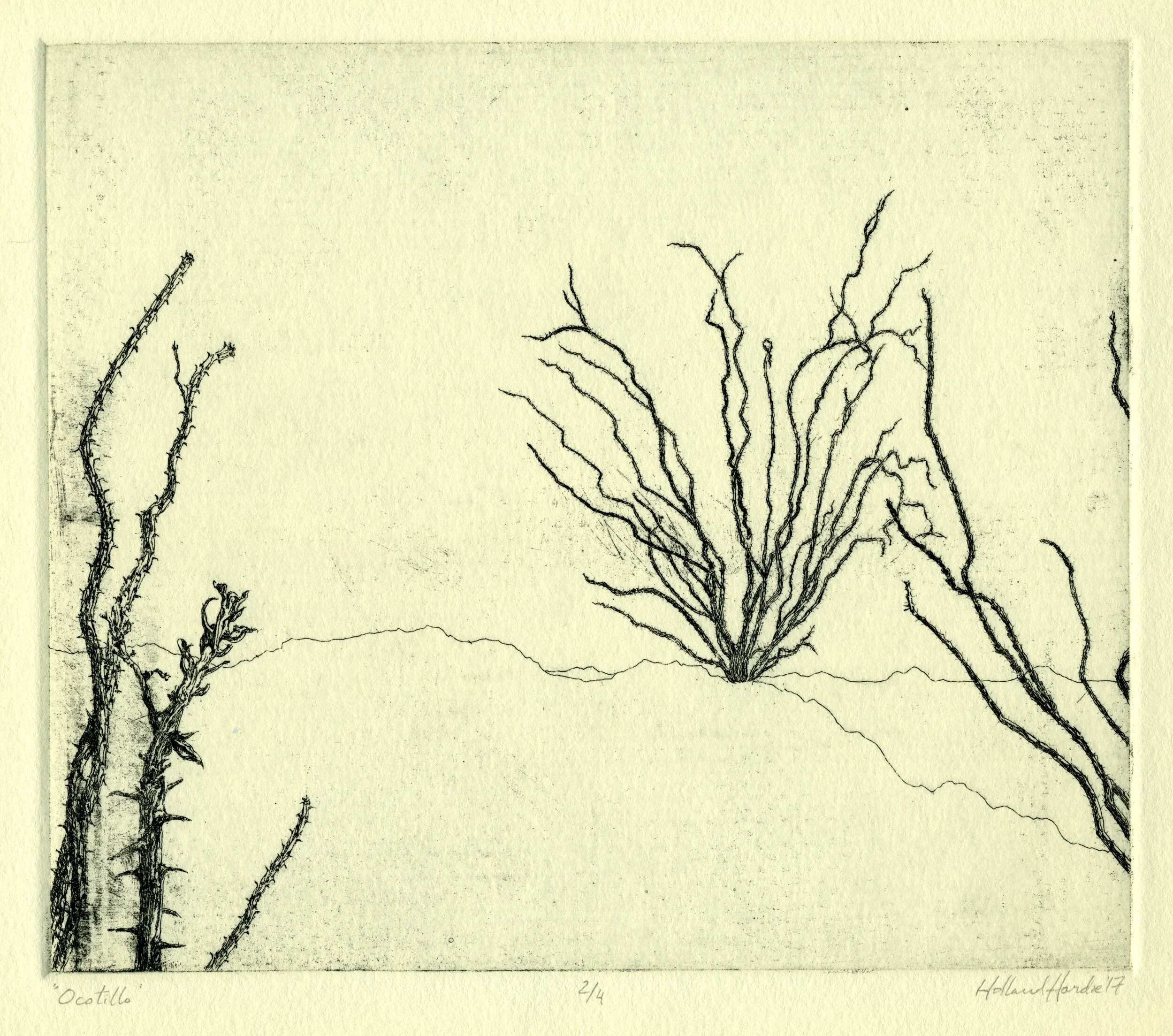 Ocotillo  —  intaglio etching