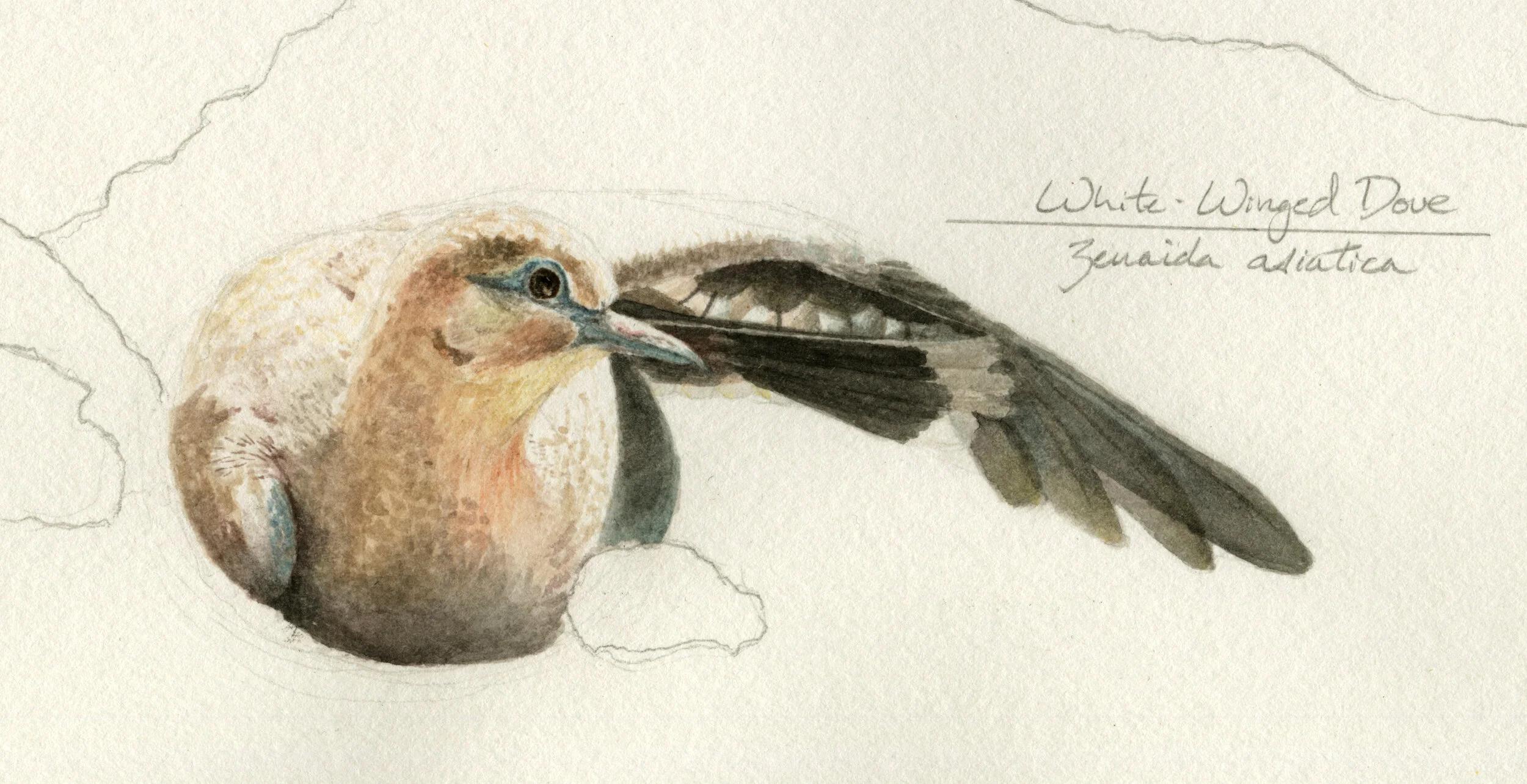 White-winged Dove  —  gouache &amp; graphite