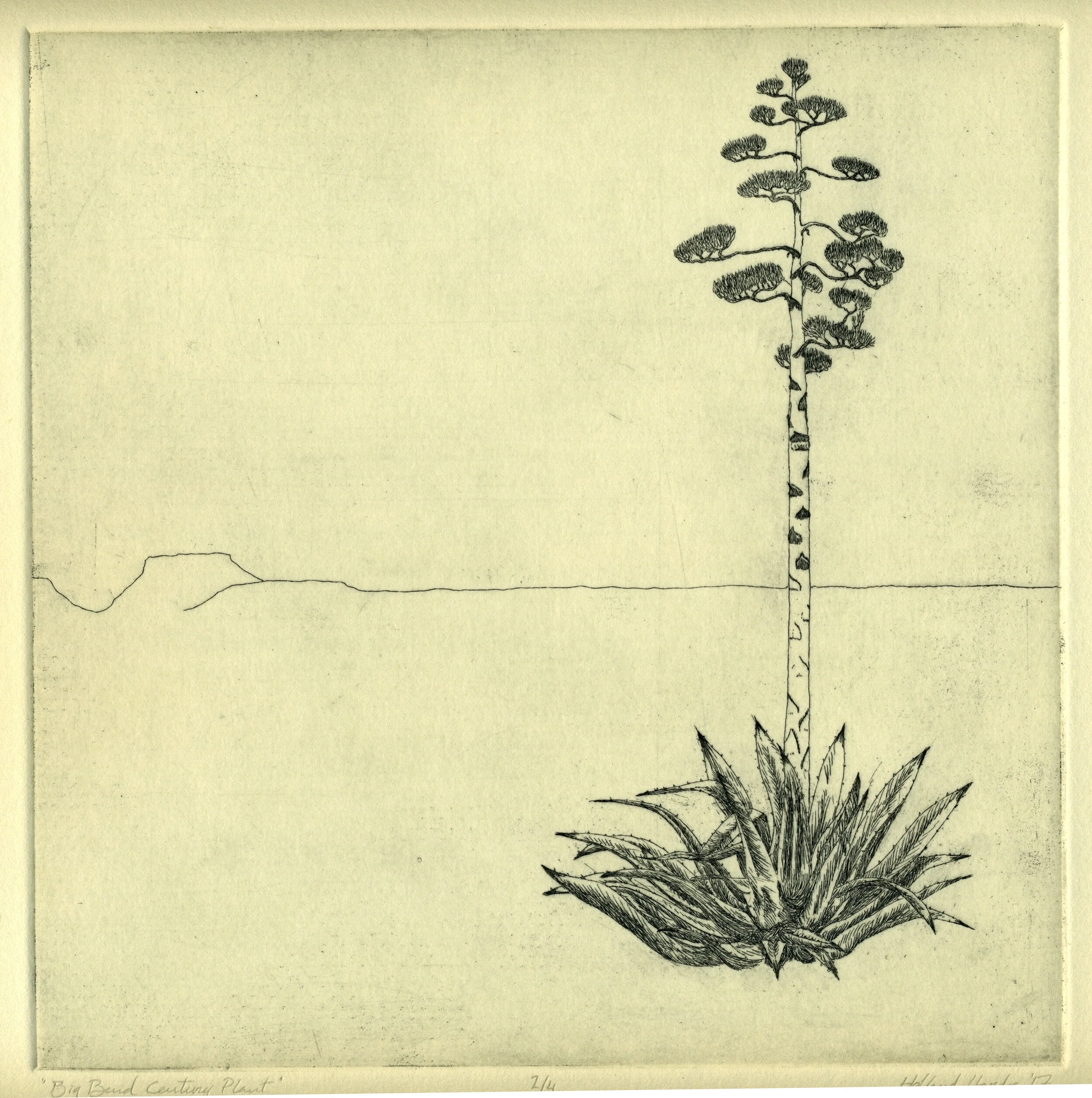 Big Bend Century Plant  —  intaglio etching