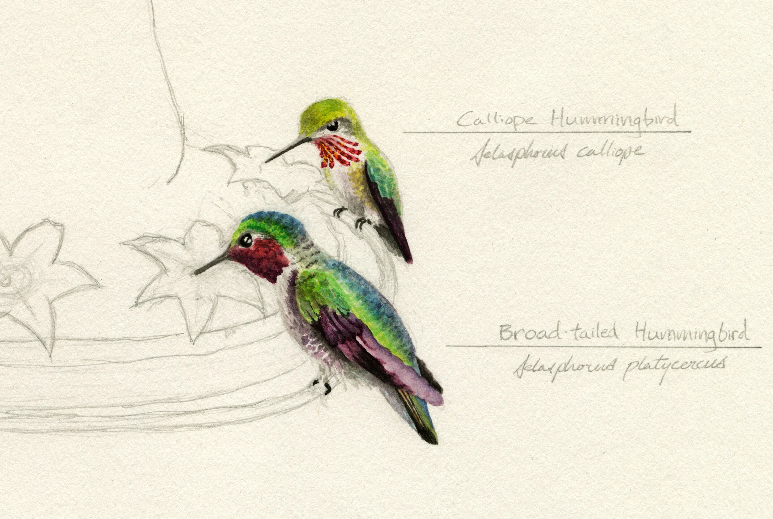Calliope &amp; Broad-Tailed Hummingbirds  —  gouache &amp; graphite