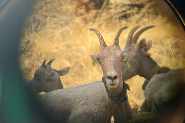 January IDFG Commission Recap