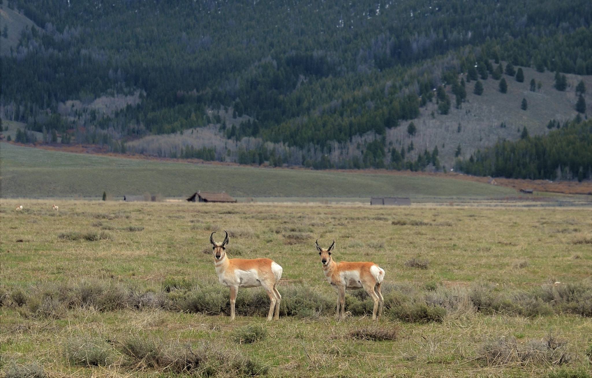 Public Lands in the Legislature - A Tale of Two Amendments