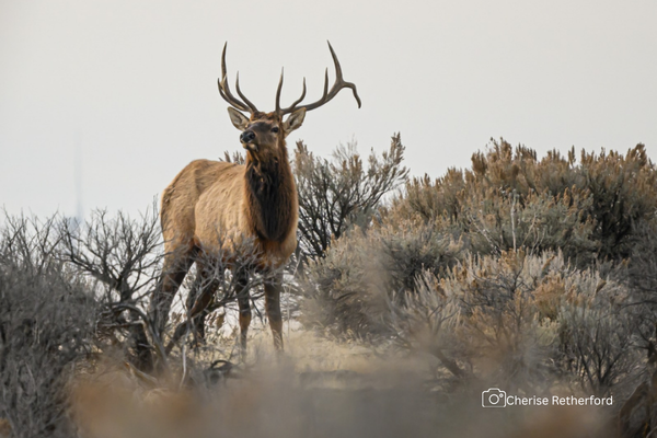 March IDFG Commission Recap