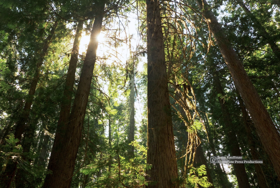 What the Forest Service Restructuring Could Mean for Idaho