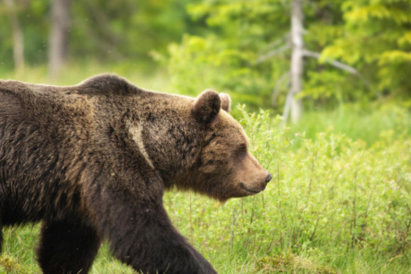 IWF Welcomes New 4(d) Proposal Advancing Grizzly Bear Conservation