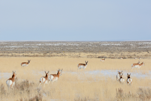 Public Lands in Public Hands: What a Proposed Data Center Means for an Idaho Landscape We All Share
