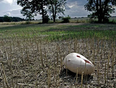 unnamable  in field.jpg