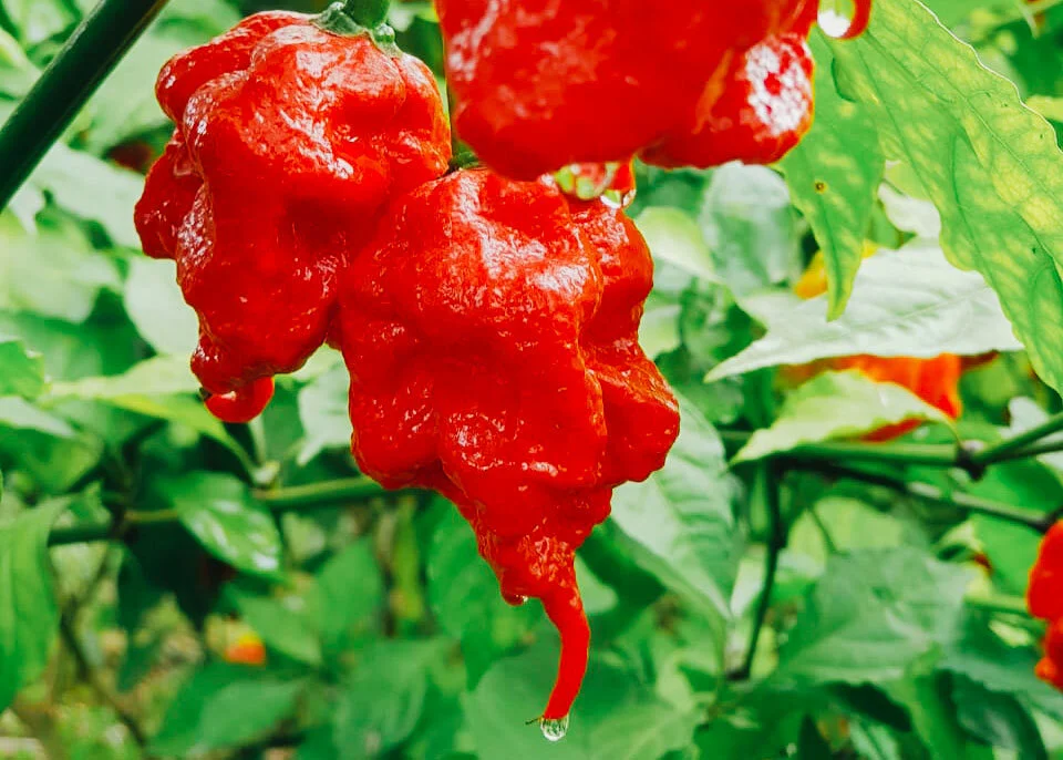 <span>Carolina Reaper</span><em class='vh'>Very Hot</em>
