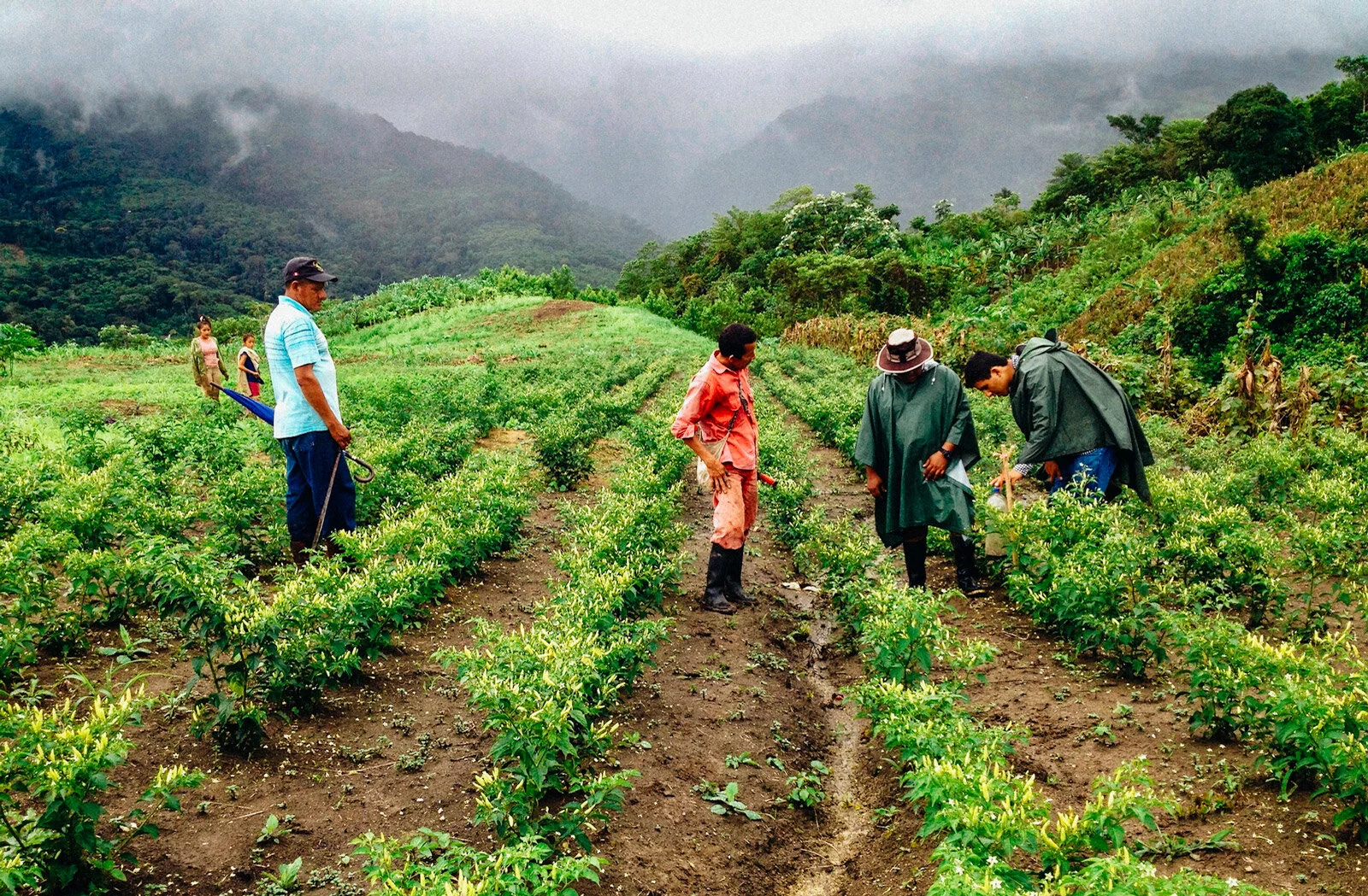 ecuador_fog.jpg