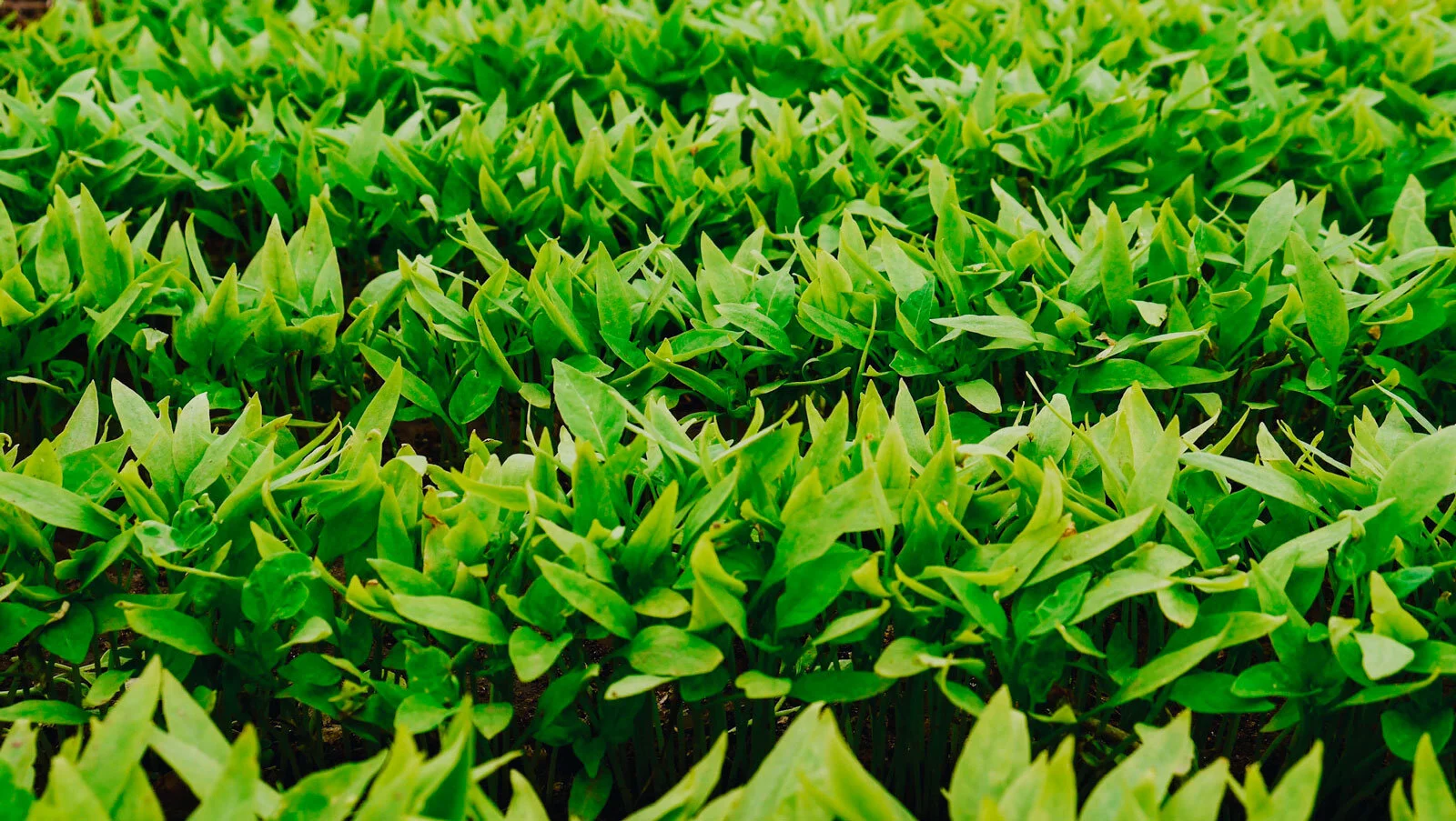 green_artichokey.jpg