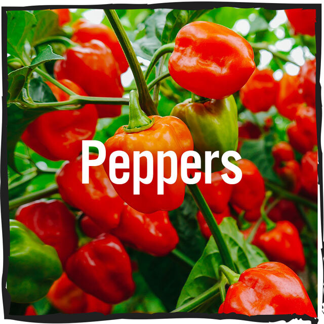 peppers3.jpg