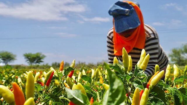 Our beautiful Malagueta Peppers Crop 🌱 🌞🌶 #food #world #earth #foodie #stayhome #spicymeme #teamwork #ecuador #ecuadorian #peru #peruvianfood #habanerosauce #happy #yummy #chili #peppers #uchuspice #pizca #proaji #instapic #pictureoftheday #hot #i