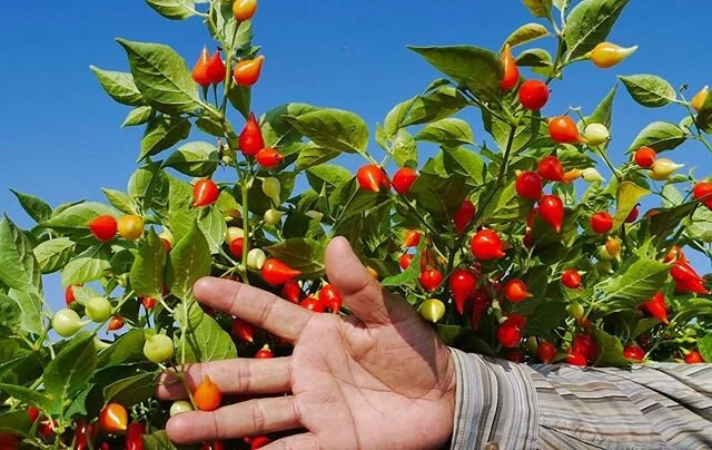 Pimiento de L&aacute;grima 🌶🌞 🇵🇪