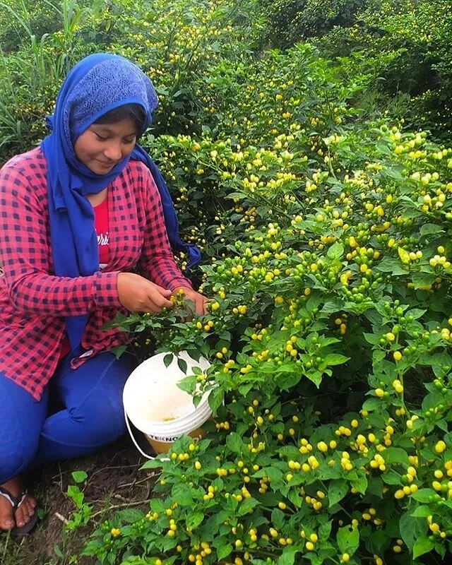 Beautiful CHARAPITA crop in Perú 🇵🇪 #charapita #food #peru #beautiful #spicy #pepper #habanerosauce #happy #yummy #chili #peppers #uchuspice #pizca #proaji #instapic #pictureoftheday #hot #inspiration #beautiful #health #photo #blogger #foodfortho