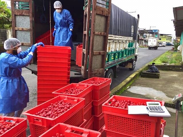 A new way to pick up peppers during COVID-19 🌶🌞 #food #chilis #peppers #ecuador #peru #stayathome #smallbusiness #local #green #spicy