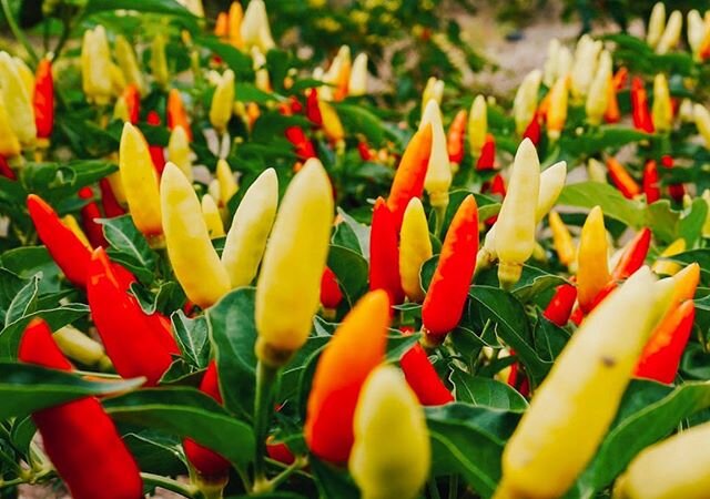 Malagueta:
The Malagueta chile is widely used in Brazil, Mozambique, and Portugal. These medium-hot peppers are similar to those of the bird's eye and Tabasco pepper, with wrinkly skin.

Heat level: 4/5
Scoville Heat Units (SHU): 60,000 - 100,000

Po