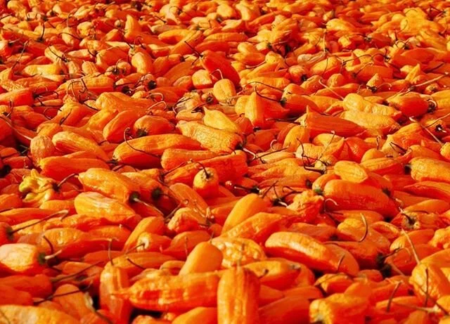 Escabeche:
Aji Escabeche is a bright-orange, thick-fleshed chile. It has mild to medium heat with a sweet kick to it, and is used mostly as a paste to add spice in Peruvian cuisine.

Heat level: 1/5 
Scoville Heat Units (SHU): 1-5,500 
Popular produc