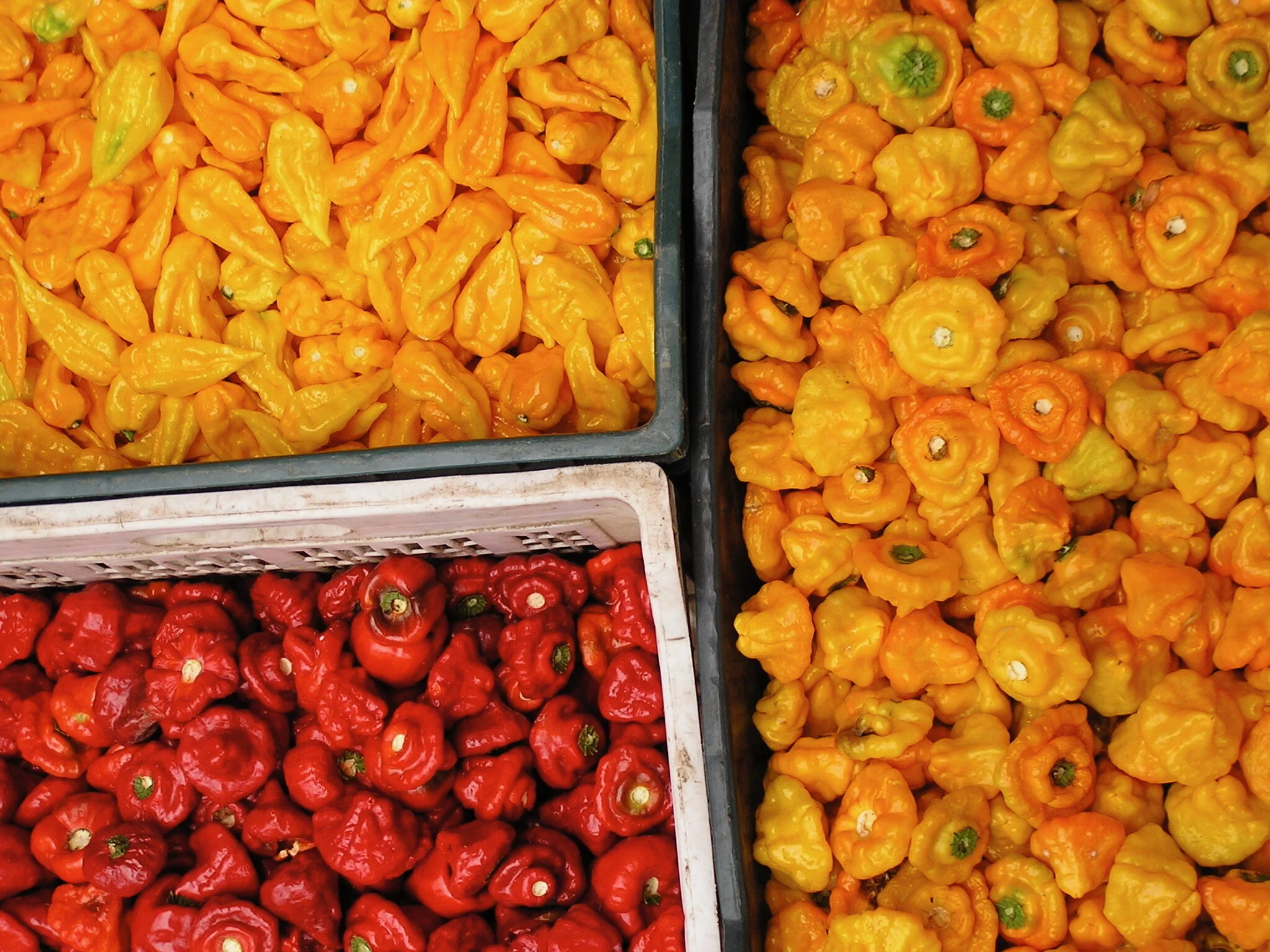  Red and Yellow Scotch Bonnet 