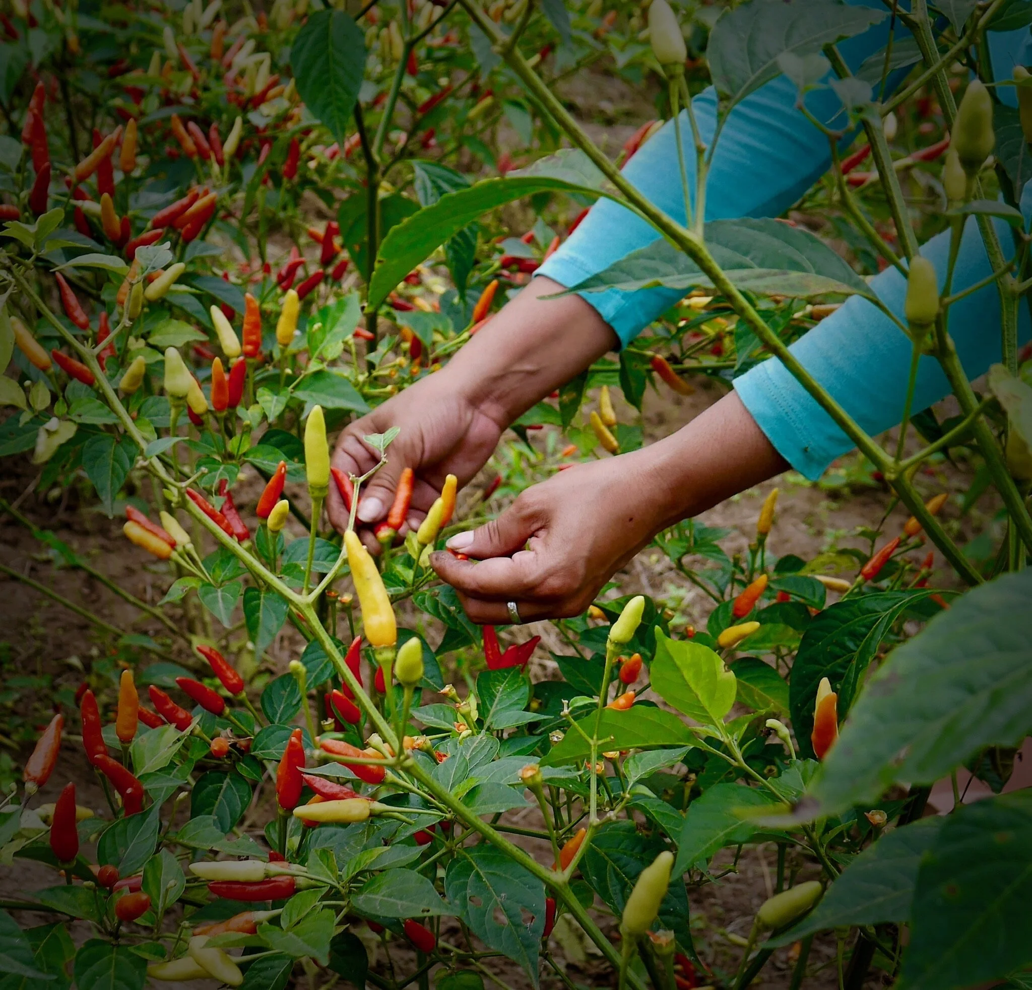  Pepper harvests 