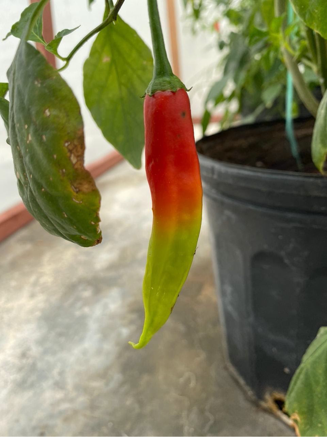 Criollo pepper in red, orange, and green