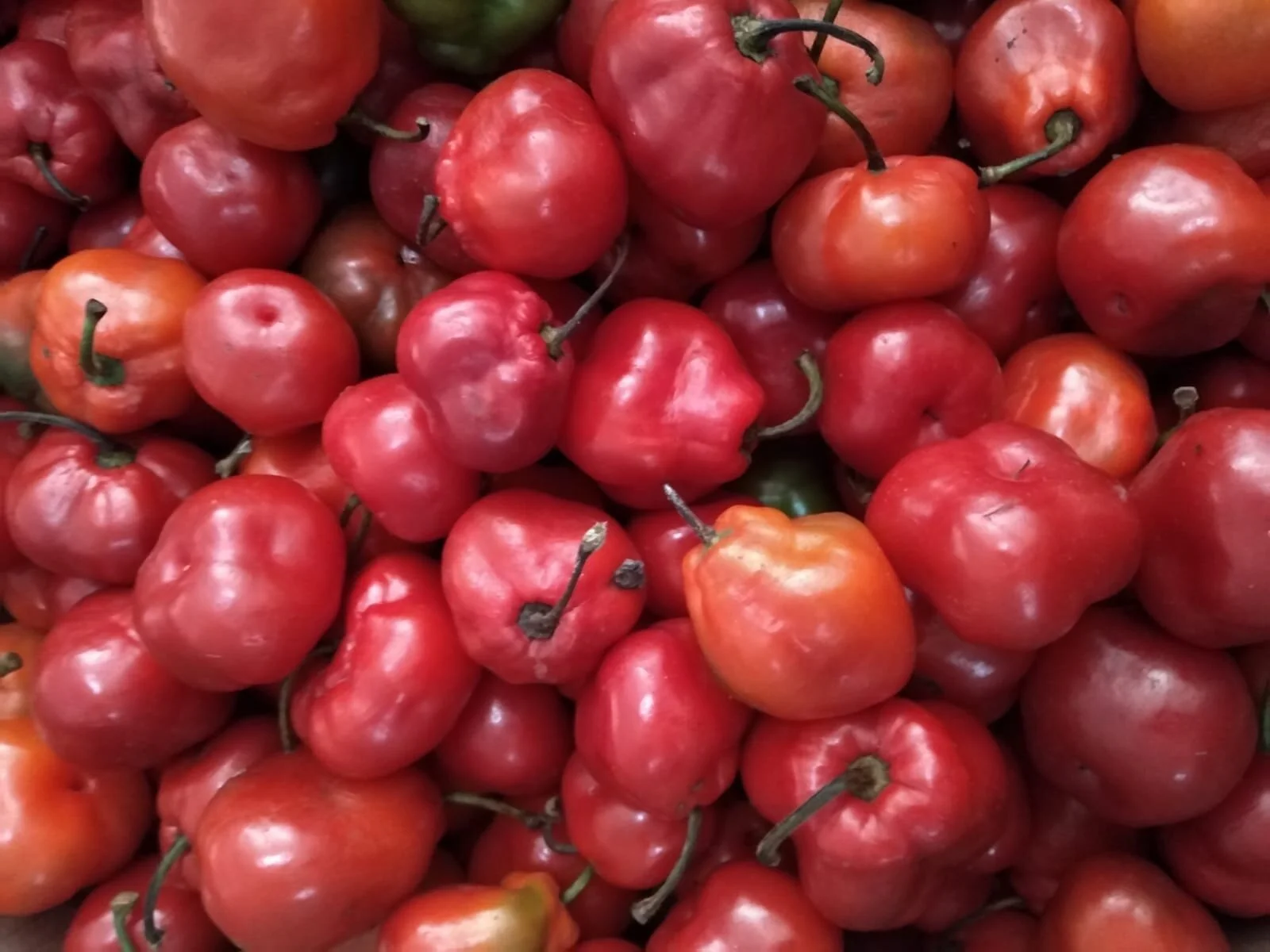 <span>Rocoto</span><em class='h'>Hot</em>