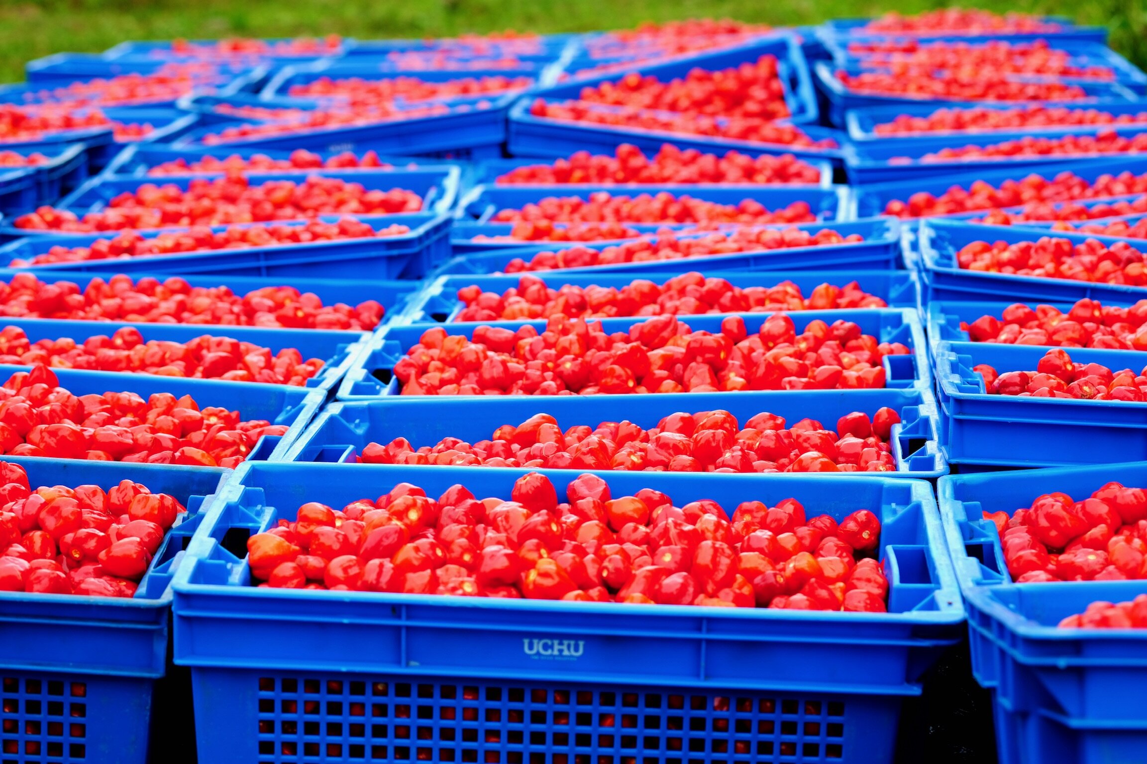 Harvested red Habanero chili peppers in blue crates - UCHU Spice.jpeg