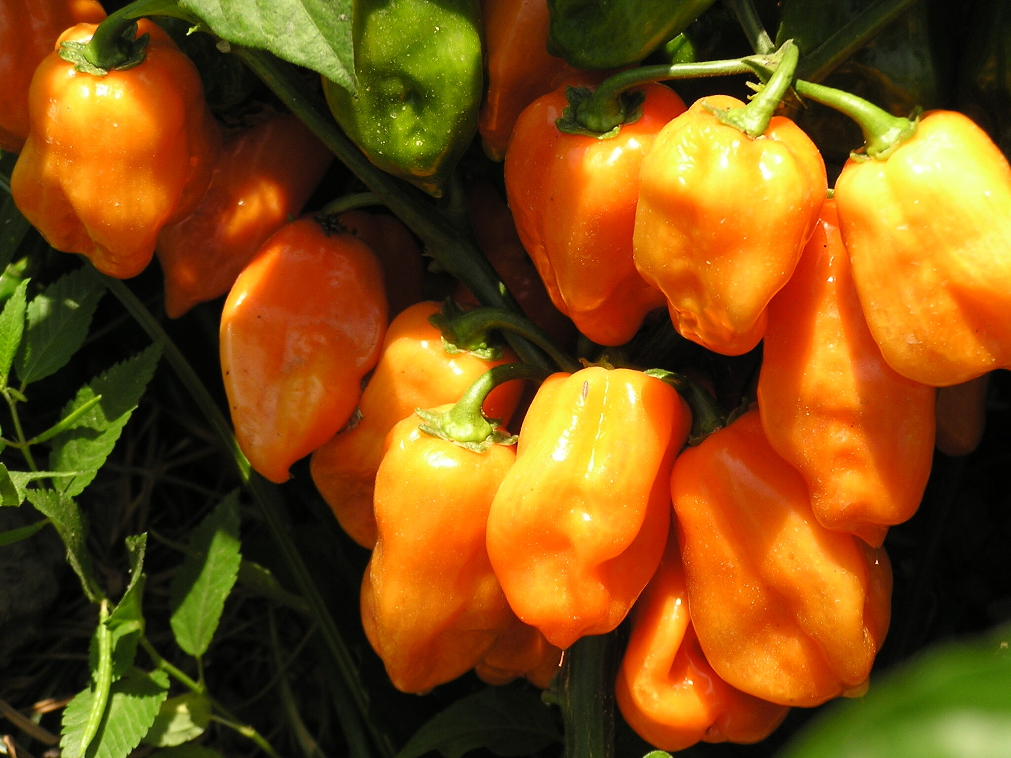 Yellow Habanero chilies on plant - UCHU Spice.jpeg