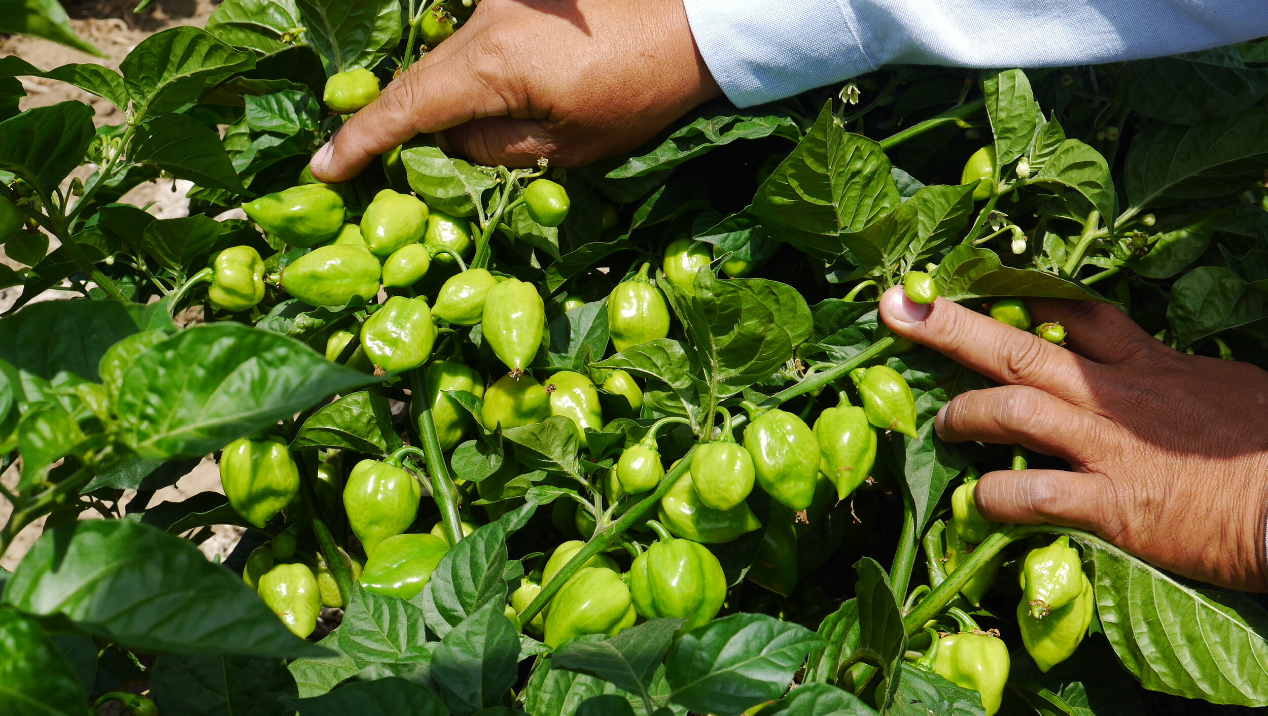 Habanaros growing on chili plants - UCHU Spice.jpeg