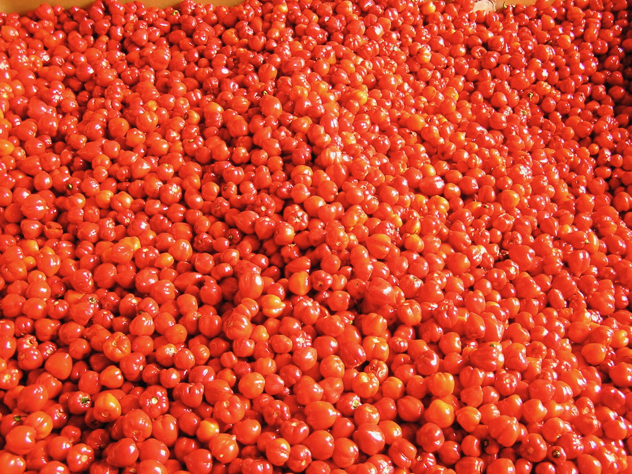Red Habanero, hot peppers - UCHU Spice.jpeg