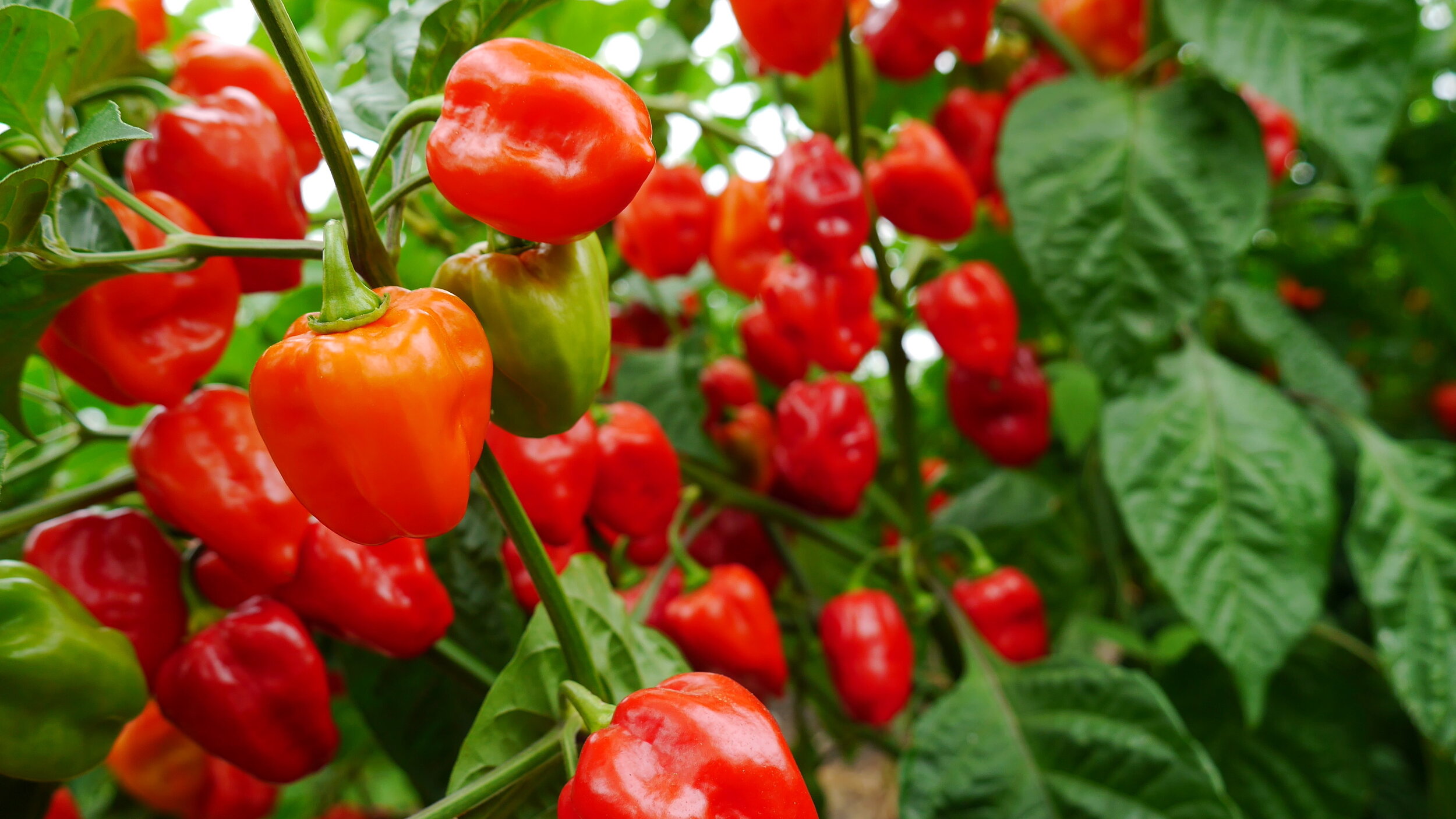 Ripe Habanaro peppers on plant - UCHU Spice.jpeg