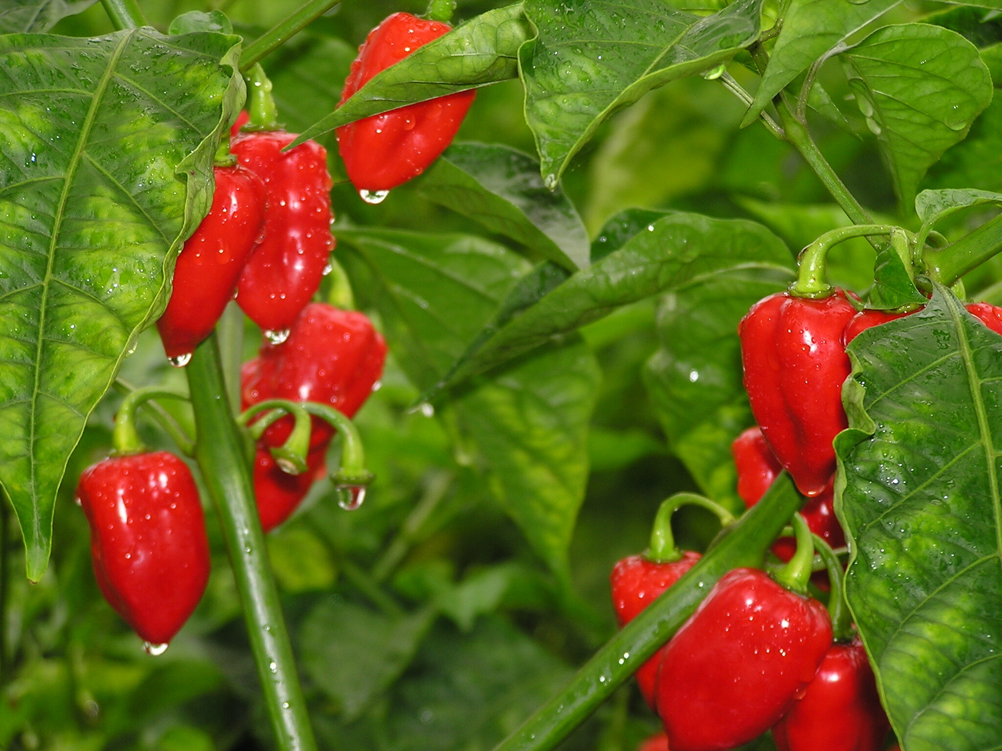 Red Habanero pepper on plant - UCHU Spice.jpeg