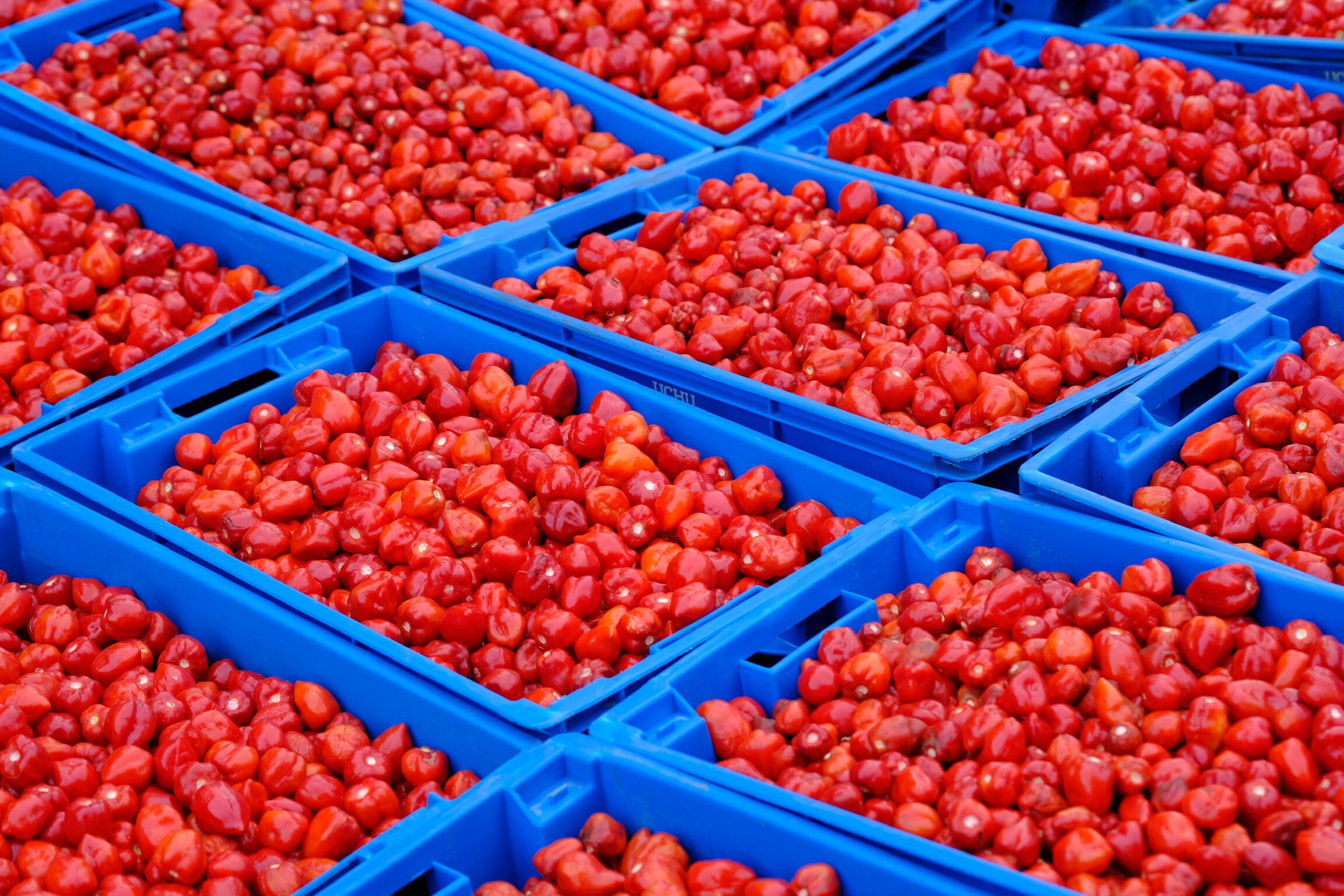 Harvested red Habanero chilies in blue UCHU Spice crates.jpeg