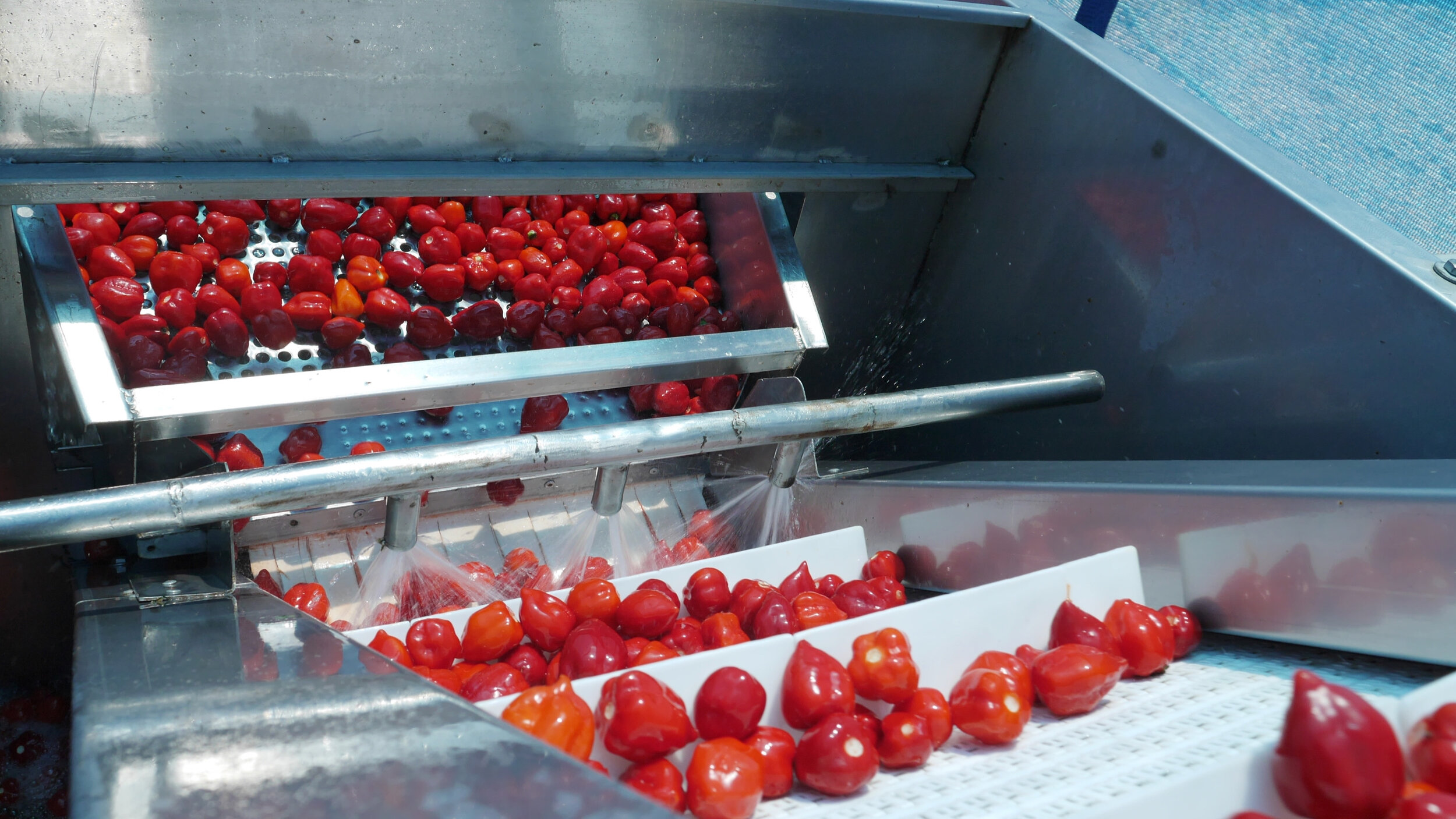 Red Habanero pepper in cleaning process - UCHU Spice.jpeg