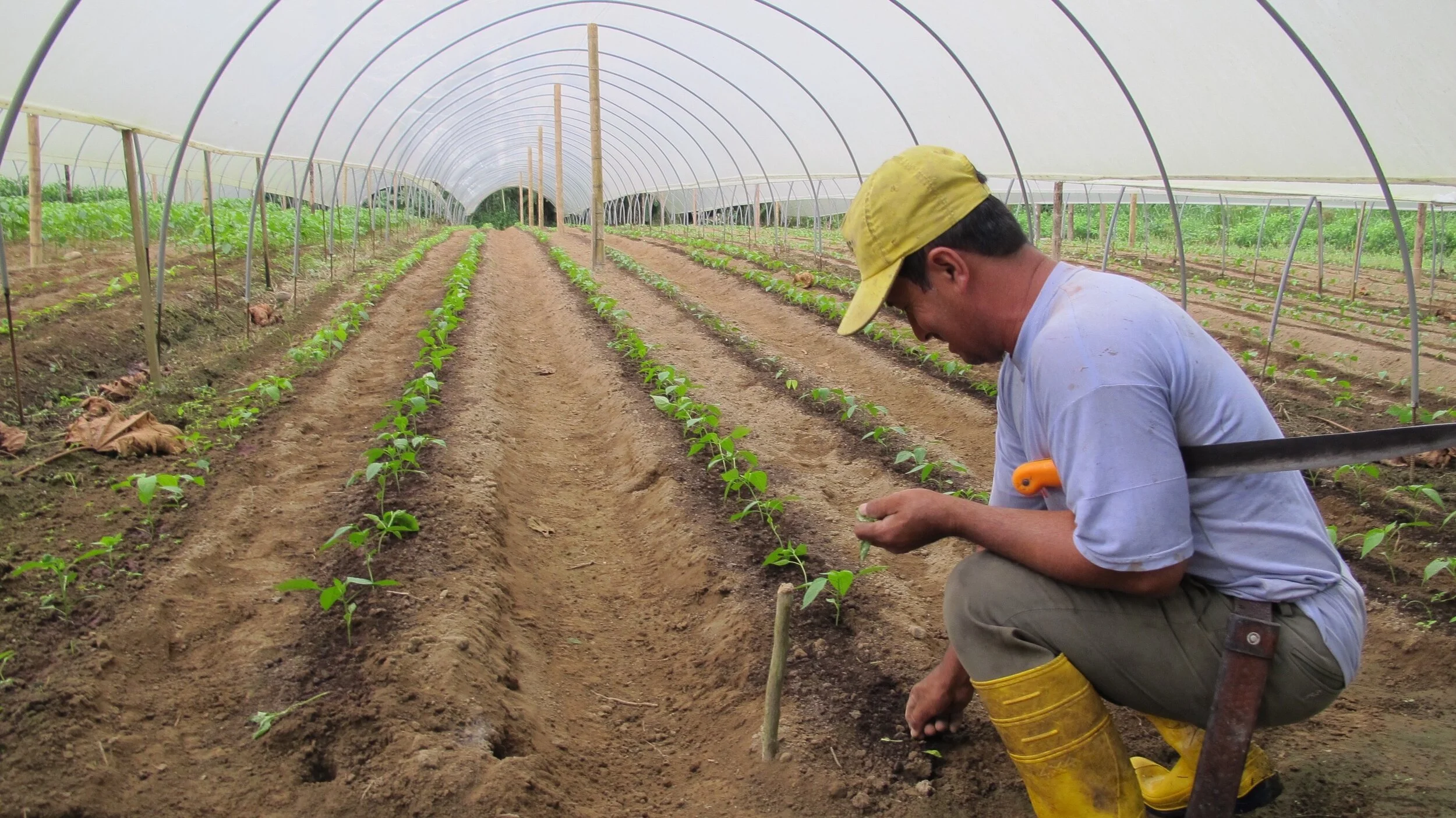 Chili plants being planted in the Research Center - UCHU Spice.jpeg